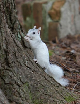 white squirrel.jpg