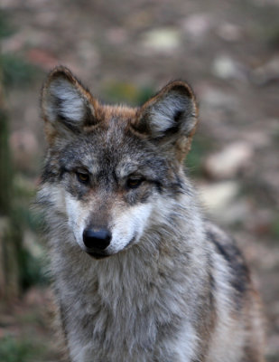wolf portrait .jpg
