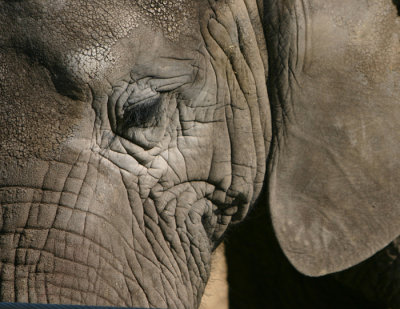 wrinkles.jpg