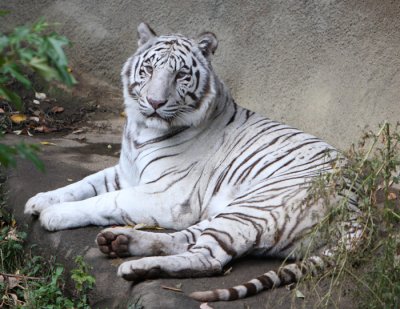 white tiger resting.jpg