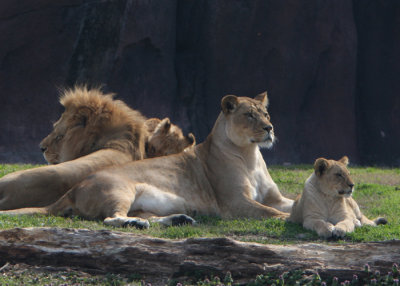 the family.jpg