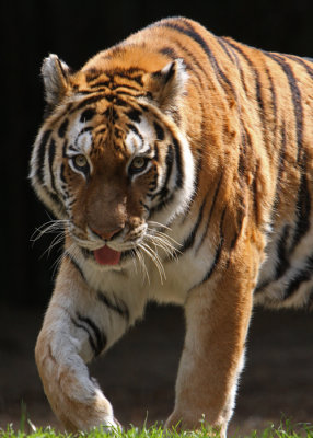 tiger walk .jpg