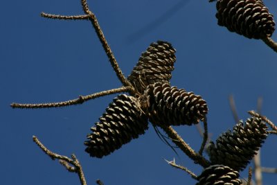 cones.jpg