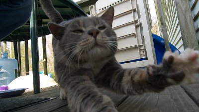 Sinestro Kitty
