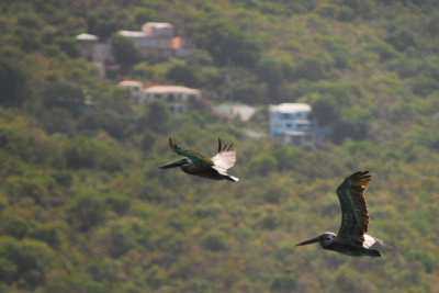 Brown Pelicans in Flight at Magens Bay