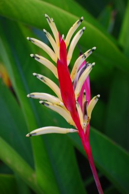 Caribbean Flower in Bloom