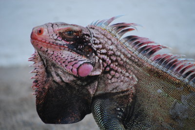 Iguana Closeup