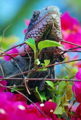 Iguana in Red Tree