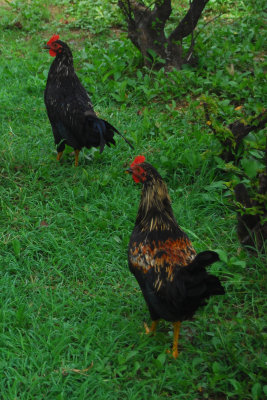 Wild Chickens