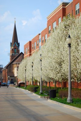 UIC Pear Trees (2)