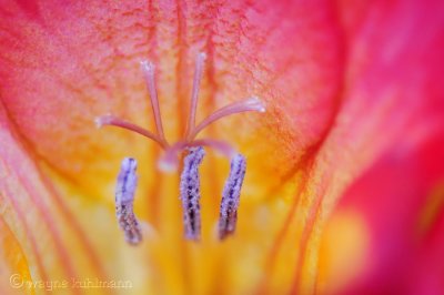 Macro