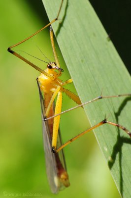 Crane Fly