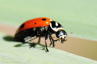 Lady Bug