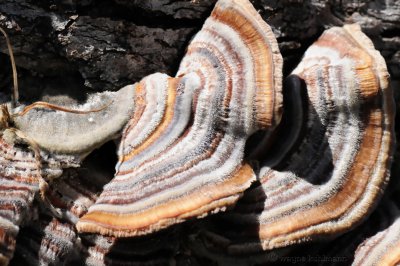 Fungi