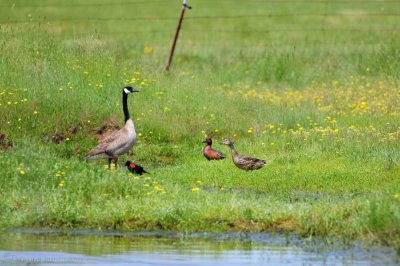Goose and Ducks