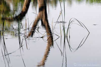 Mt. Aukum Pond