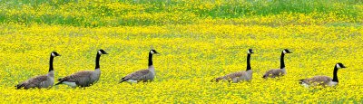 Canadian Geese in Dandelion Field