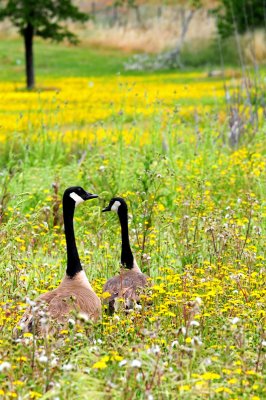Canadian Geese in Dandelion Field
