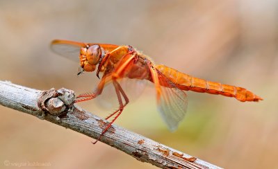 Dragon Fly Dinner