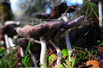 DSC_1528f.jpg