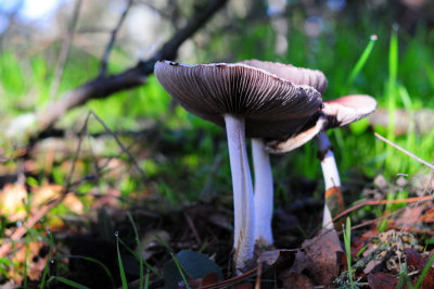 DSC_1539q.jpg