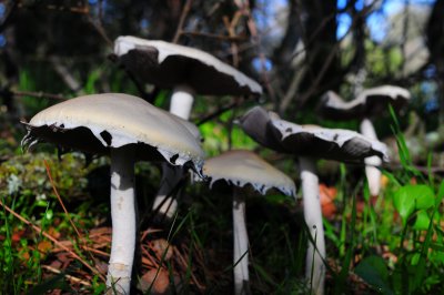 DSC_1545w.jpg
