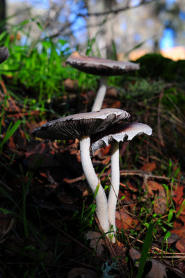 DSC_1547y.jpg