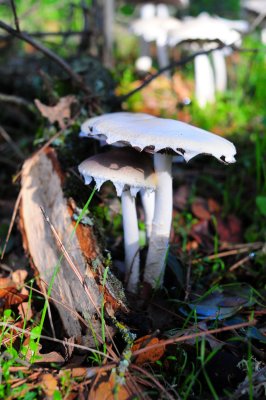 DSC_1549aa.jpg