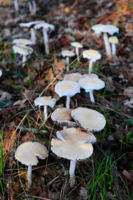 DSC_1554af.jpg