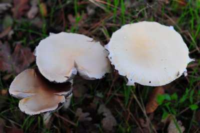 DSC_1555ag.jpg