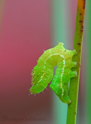 Macro