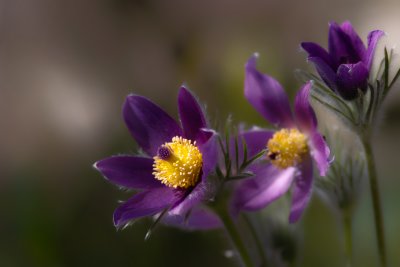 Plants and flowers