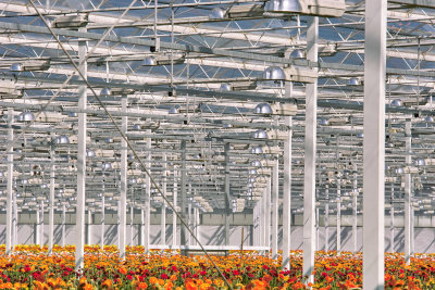 In the Greenhouse