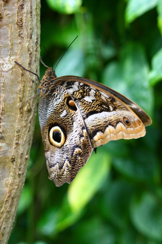 Beautiful Butterfly 1