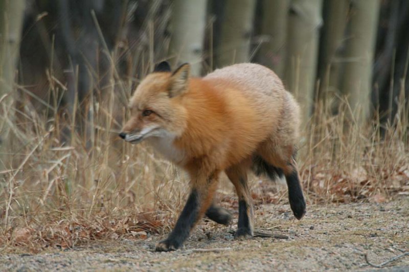 Red Fox Runs