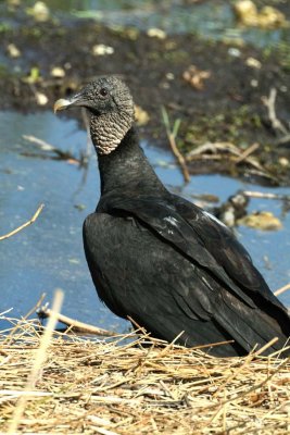 Lone Black Vulture