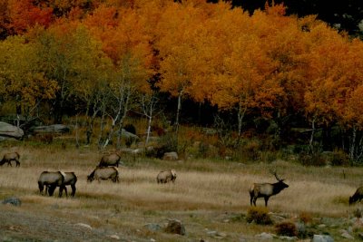 Elk in the Meadow - Fall
