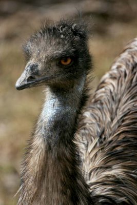 Emu