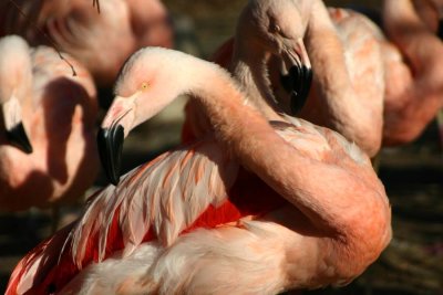 Flamingo Flock