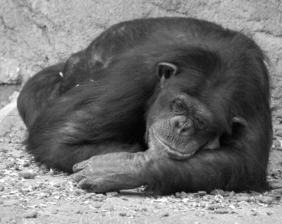 Sleepy Chimp