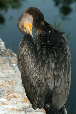 Cormorant Grooming