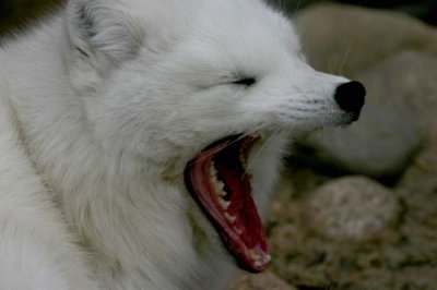 Arctic Fox Yawns