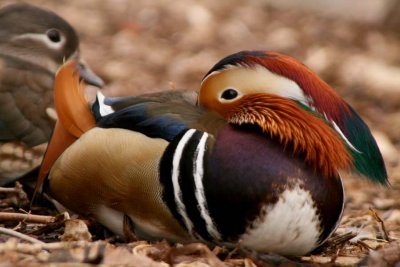Mandarin Duck