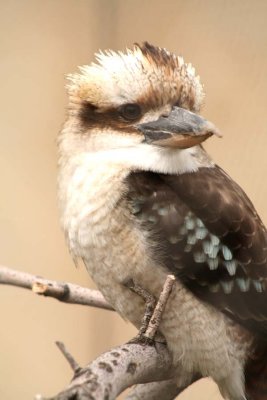 Laughing Kookabura