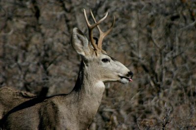 Young Buck