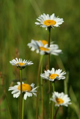 Pushup Daisies