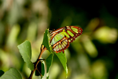 Beautiful Butterfly 2