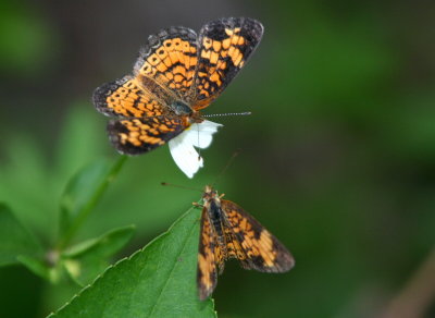 Small Butterflies Two