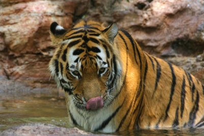 Siberian Tiger in Water