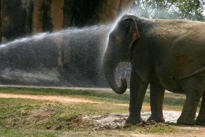Elephant Shower